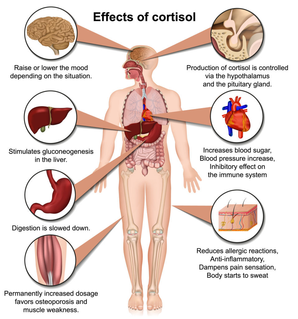 Effects of cortisol on the human body