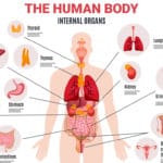 Organs in the body
